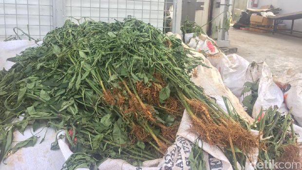 Pohon cabai dari benih berbakteri