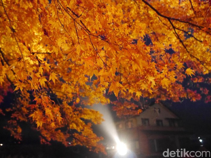 5 Tips Liburan ke Jepang Saat Musim Gugur