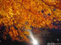 Ilustrasi dedaunan pohon Maple