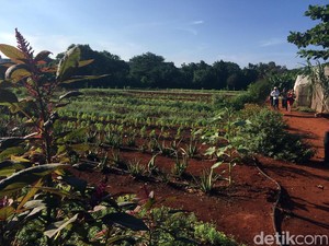Kemandirian dan Model Pertanian ala Kuba, Apa Pelajaran untuk Indonesia?