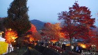 Foto: Fujikawaguchiko Autumn Leaves Festival atau Festival Daun Musim Gugur Fujikawaguchiko diadakan sekitar akhir Oktober hingga November setiap tahunnya, di kawasan Danau Kawaguchi, Fujikawaguchiko, Jepang (Kurnia/detikTravel)