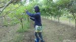 Inikah Kebun Anggur Terbesar Se-Asean?