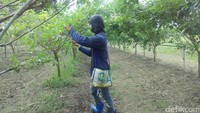 Traveler yang mau berfoto di bawah pohon anggu boleh saja. Tapi ada syaratnya, tak satupun buah anggur boleh dipetik karena salah petik bisa merusak bahkan mengundang hama (Pasti/detikTravel)
