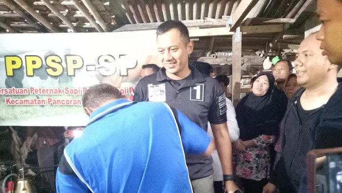 Saat Agus Yudhoyono Diajak Memerah Susu Sapi di Peternakan