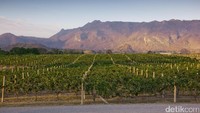 Perkebunan yang didirikan Piya Bhirombhakdi ini ditanam beberapa varietas anggur merah seperti Shiraz, Tempranillo, Cabernet Sauvignon dan anggur putih antara lain Chenin Blanc and Colombard. Hampir 80 hektar dari perkebunan seluas 320 hektar itu diperuntukkan bagi anggur (Pasti/detikTravel)