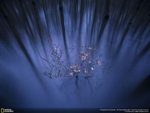 Mahakarya Fotografer Jawara Kontes NatGeo 2016