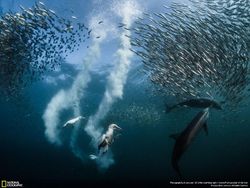 Mahakarya Fotografer Jawara Kontes NatGeo 2016