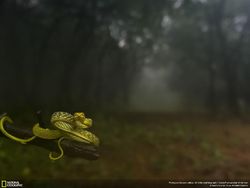 Mahakarya Fotografer Jawara Kontes NatGeo 2016