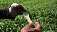 Juhri menunjukan salah satu hama yang menyerang tanaman kangkung miliknya. Selain kangkung, Juhri menanam cabai, kemangi atau timun suri secara berkala.