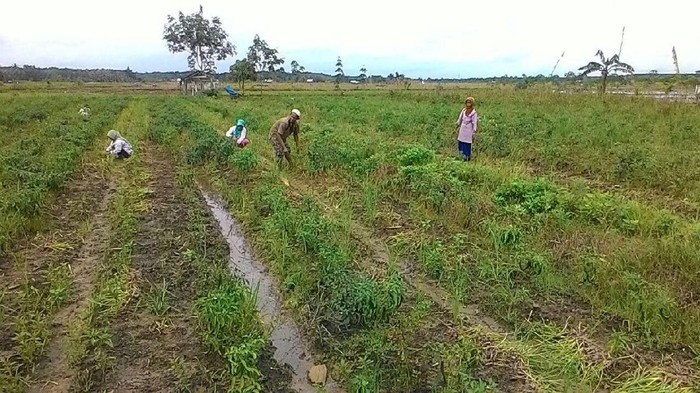 Mentan Ingin Tapin Jadi Lumbung Bawang, Begini Caranya