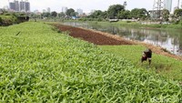 Hamparan kangkung yang ditanam di endapan lumpur sungai Banjir Kanal Barat (BKB), Tanah Abang. Juhri memulai bercocok tanam dengan modal Rp 2,5 juta untuk membuka lahan dan benih.