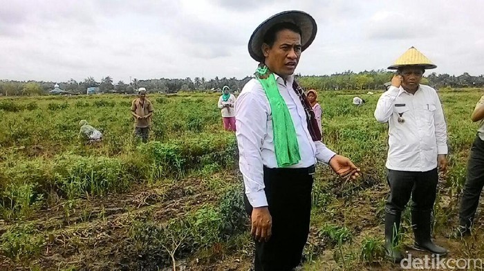 Cabai Rawit Merah Mahal, Mentan: Aku Hanya Bisa Urut Dada