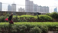 Juhri memeriksa lahan kangkung dari hama dan rumput liar.