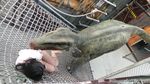 Bangkok Punya Dinosaurus