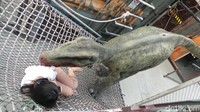 Tapi ketika salah satu anggota tim kamu diterkam, hap! Game over. Meski ini hanya permainan, tapi tetap saja membuat pesertanya deg-degan. Suara-suara teriakan membuat permainan ini terasa hidup. Kalau yang tak biasa olahraga, diakhir permainan dipastikan akan ngos-ngosan (Pasti/detikTravel)