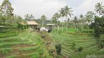 Potret Tempat Wisata Baru di Bali: Secret Garden Village
