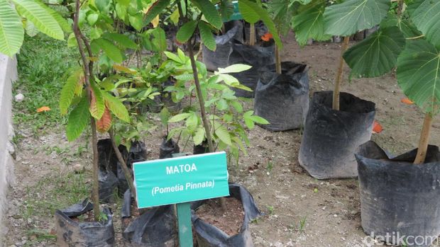 Kodam Pattimura ajak warga budidayakan tanaman