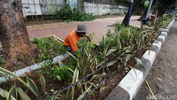 Dua orang pekerja juga sedang menaman tanaman hias disepanjang trotoar.