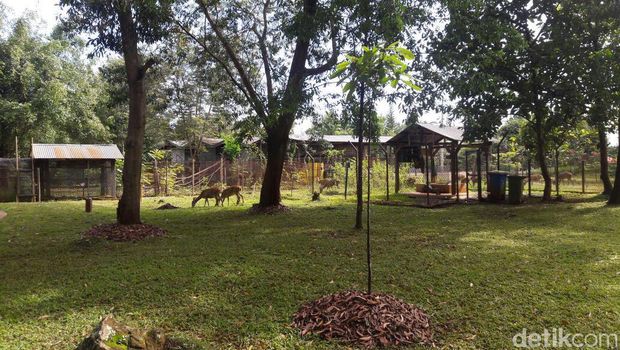 Area Bekas Tambang Nikel Ini Disulap Jadi Taman, Ada Rusa Hingga Truk Raksasa