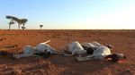 Kemarau, Puluhan Hewan Ternak di Somalia Mati Kekeringan