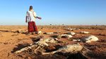 Kemarau, Puluhan Hewan Ternak di Somalia Mati Kekeringan
