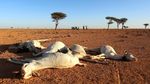 Kemarau, Puluhan Hewan Ternak di Somalia Mati Kekeringan