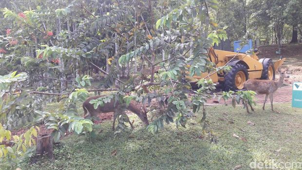 Area Bekas Tambang Nikel Ini Disulap Jadi Taman, Ada Rusa Hingga Truk Raksasa