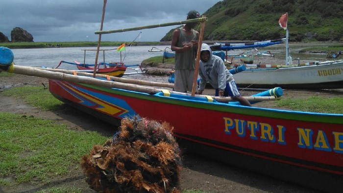 Nelayan Jember Kesulitan Tangkap Lobster, Ini Penyebabnya