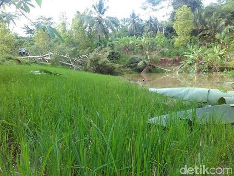 Pergeseran tanah hancurkan sawah