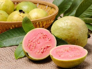 Ilmuwan UI Teliti Jambu Biji untuk Menghambat Virus Corona