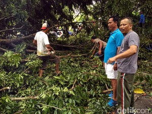 Pohon Setinggi 15 Meter Tumbang, Tutupi Akses Jalan ke Pelabuhan Ratu