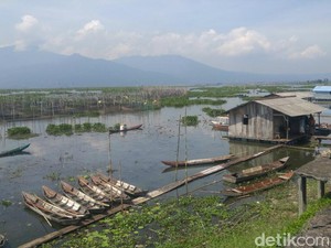 Ramai-ramai Menyelamatkan Rawa Pening dari Invasi Eceng Gondok