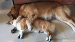 House of Paws, Kafe Anjing Paling Lucu di Bangkok