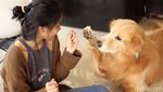 House of Paws, Kafe Anjing Paling Lucu di Bangkok