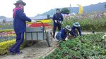 Terpesona Taman Bunga Terbesar di Thailand