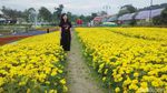 Terpesona Taman Bunga Terbesar di Thailand