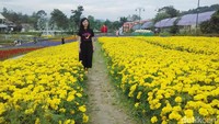 Foto: Traveler bisa menikmati kuning bunga marigold dan bunga matahari, merah bunga mawar, ungu bunga lavender, dan 30 spesies bunga-bunga segar lainnya (Pasti Liberti/detikTravel)