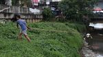 Manfaatkan Lumpur Kering Sungai Kanal Banjir Barat