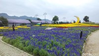 Foto: Taman bunga The Bloom terletak di Khao Yai, Distrik Pak Chong, Provinsi Nakhon Ratchasima. Jaraknya sekitar 150 kilometer dari Bangkok (Pasti Liberti/detikTravel)