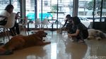 House of Paws, Kafe Anjing Paling Lucu di Bangkok