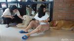 House of Paws, Kafe Anjing Paling Lucu di Bangkok