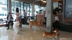 House of Paws, Kafe Anjing Paling Lucu di Bangkok