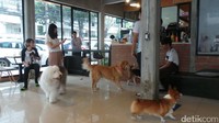 Foto: Ada Charlie dan Gatsby, anjing dari ras Pembroke Welsh Corgi, Caption dari jenis Beagle, atau si Jaykop anjing Old English Sheep yang berbadan besar selama dua jam (Pasti/detikTravel)