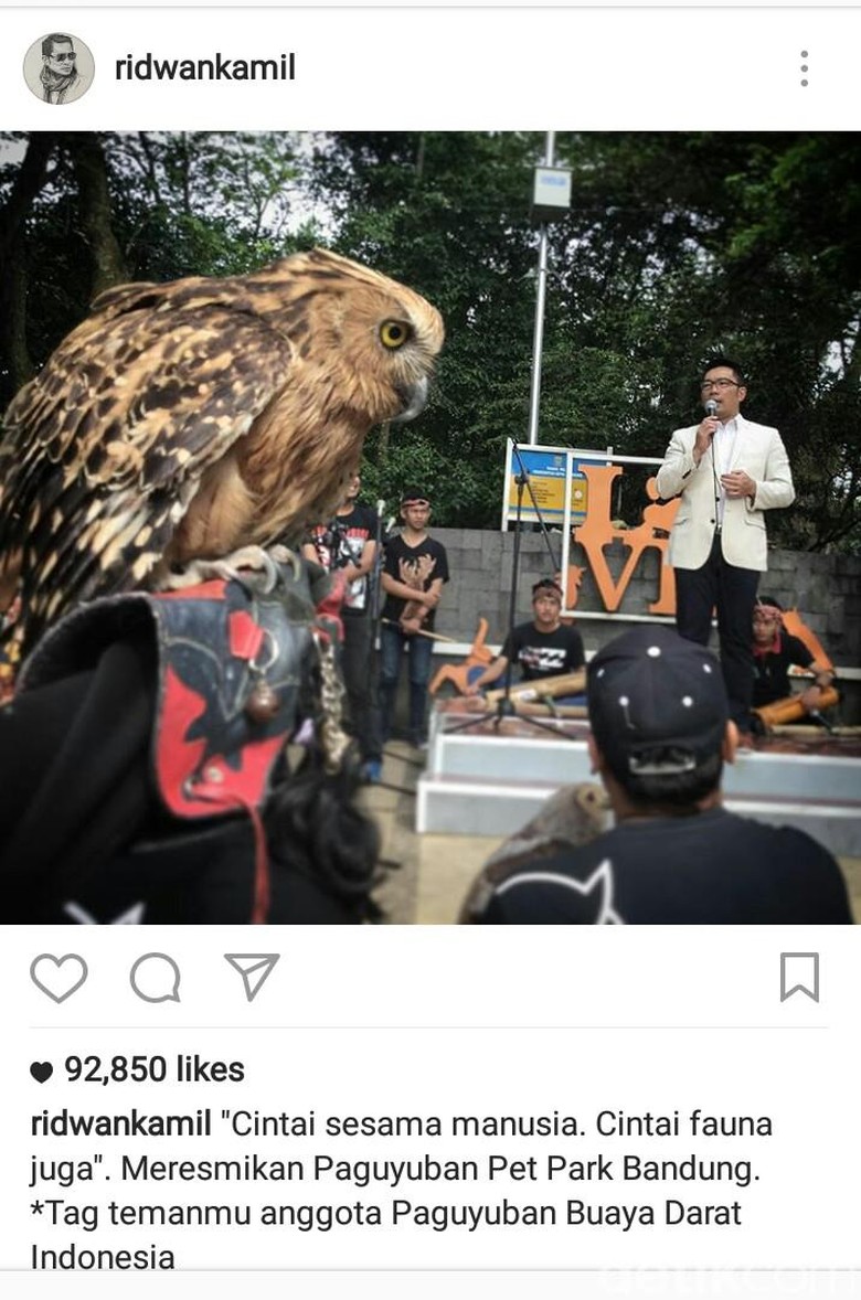 Foto Burung Hantu Di IG Ridwan Kamil Paguyuban Pet Park Ini