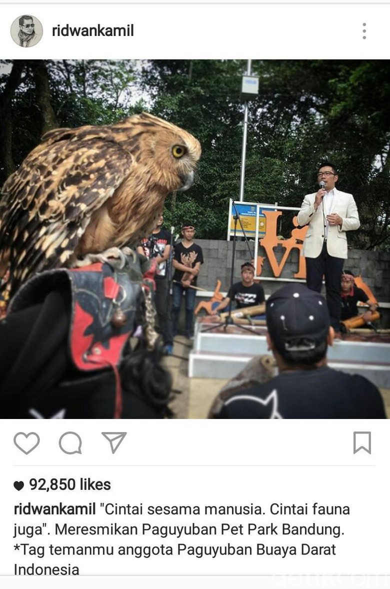 77+ Burung Hantu Bandung HD Terbaru