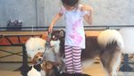 House of Paws, Kafe Anjing Paling Lucu di Bangkok