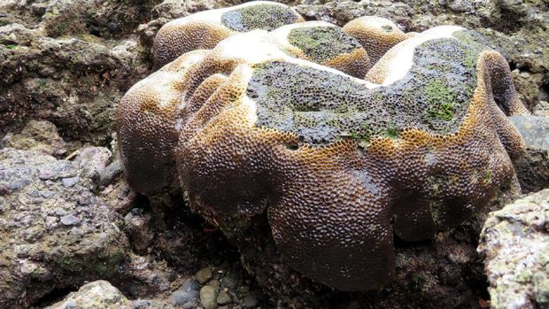 Pantai ini dipenuhi terumbu karang (Fadhil/detikTravel)