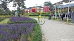 Terpesona Taman Bunga Terbesar di Thailand