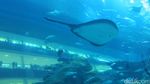 Penampakan Laut Dalam Mal di Dubai