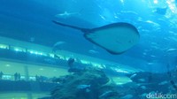 Lihat, itu adalah ikan pari. Kapan lagi, bisa melihat bagian bawah badan ikan pari. Saat di laut, cukup sulit lho melihat hal tersebut (Afif/detikTravel)